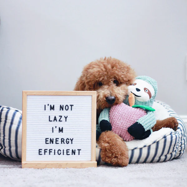 Sydney the Sloth - Pet's Shop