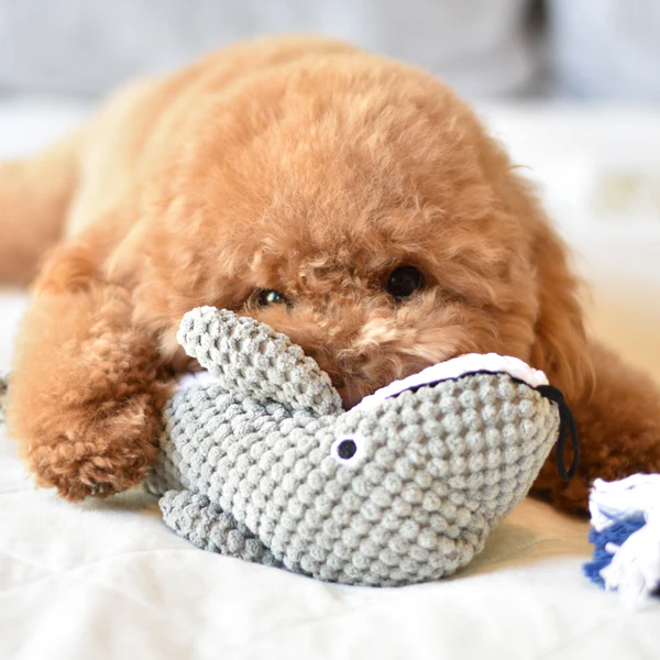 Dolphin - Pet's Shop