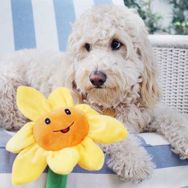 Sunny the Sunflower - Pet's Shop