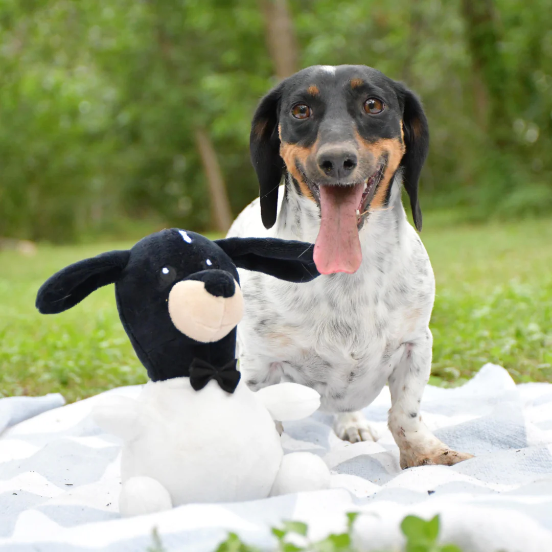 Mr. Meaty - Pet's Shop