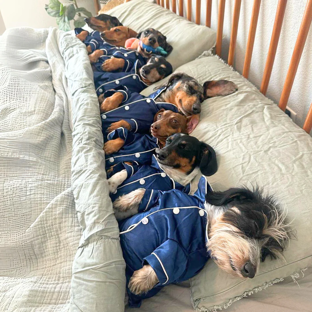 Counting Weens - Pet's Shop