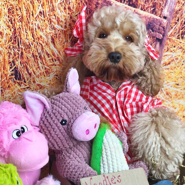 Maizey the Pig - Pet's Shop