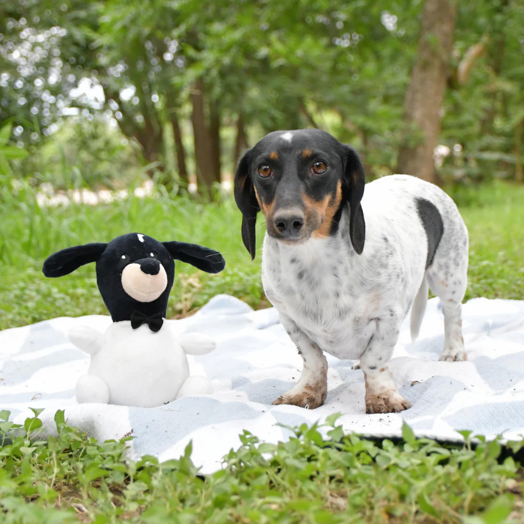 Mr. Meaty - Pet's Shop