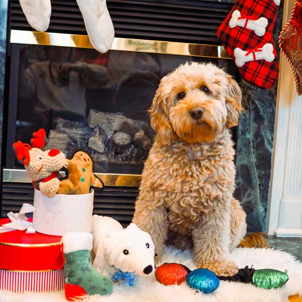 Playful Pair Reindeer - Pet's Shop