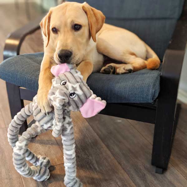 Ellie Elephant - Pet's Shop