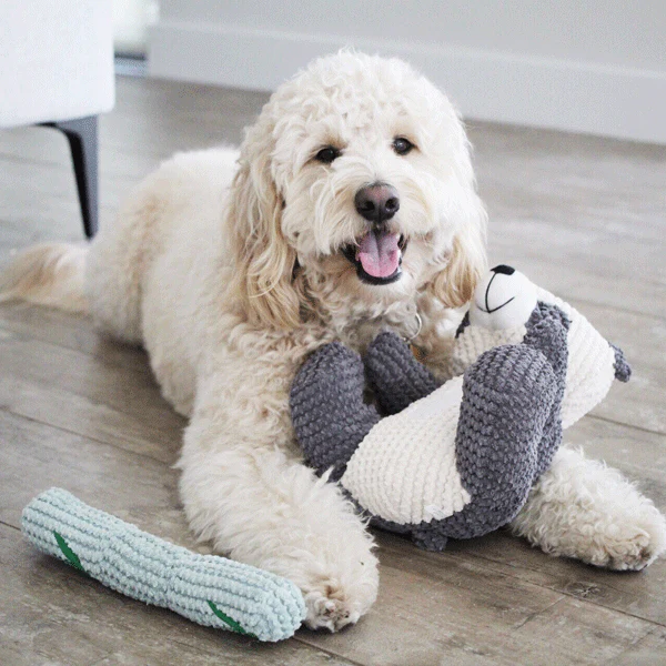 Reed The Panda - Pet's Shop