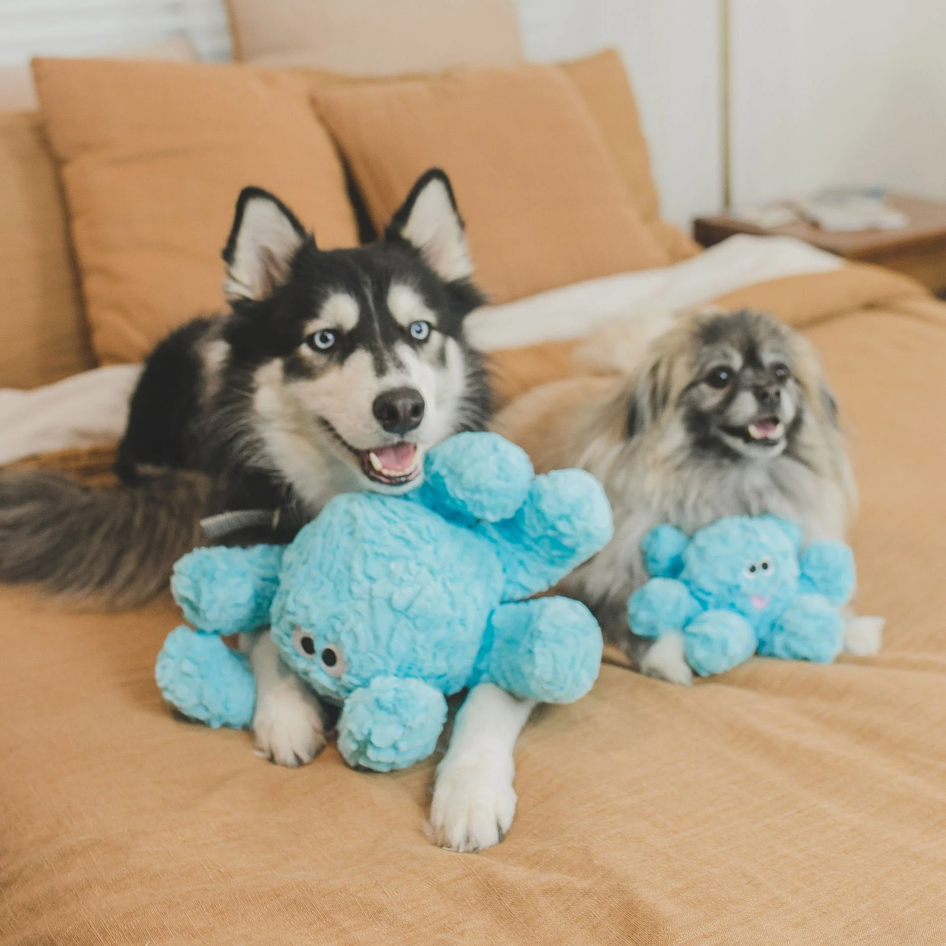 Tug Dog Toys - Pet's Shop