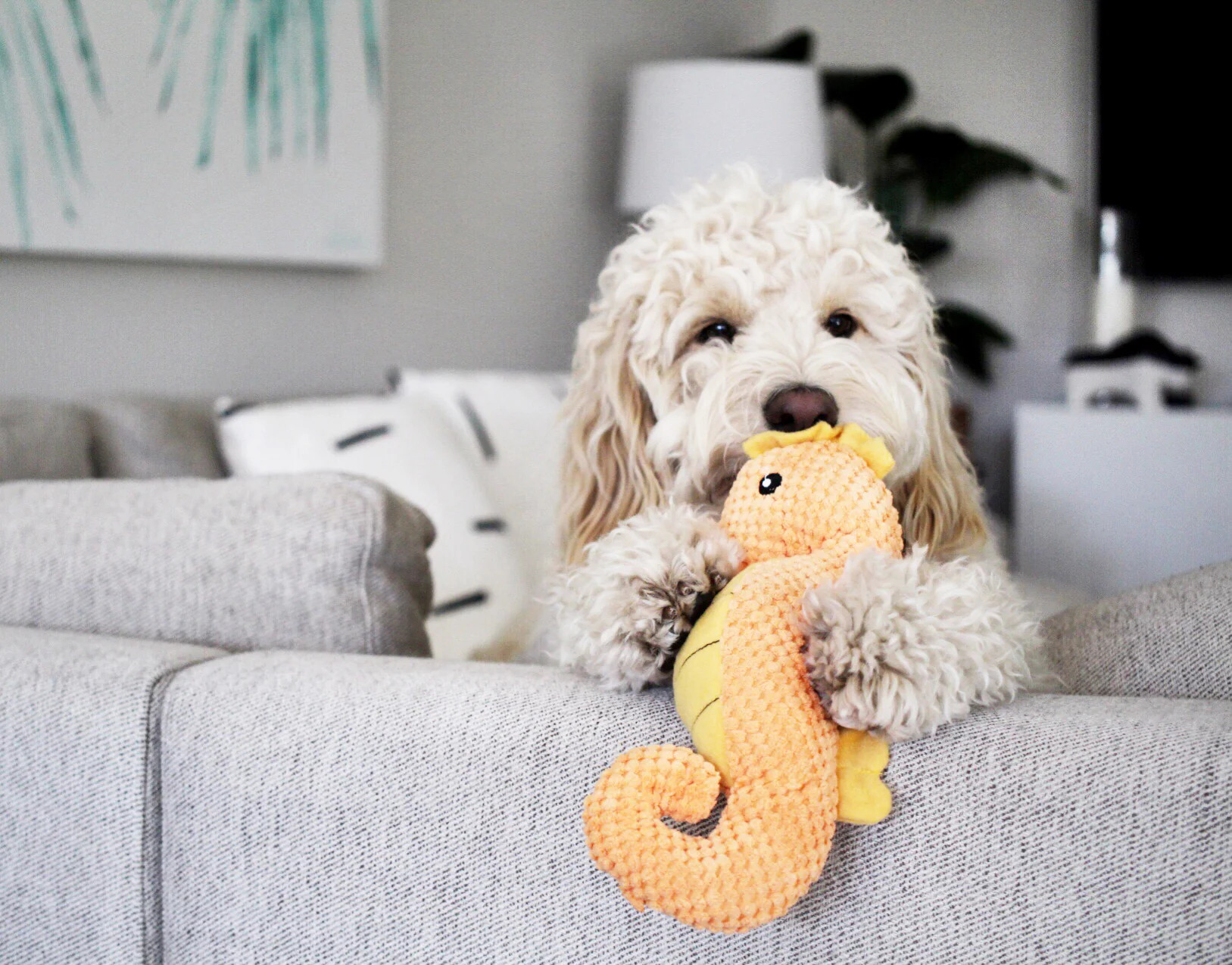 Seahorse - Pet's Shop