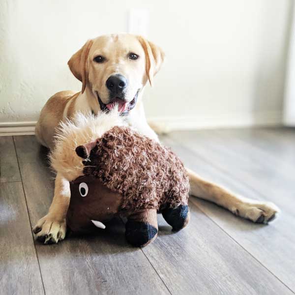 Warthog - Pet's Shop