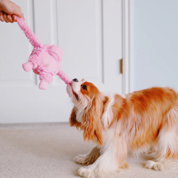 Pastel Gorilla - Pet's Shop