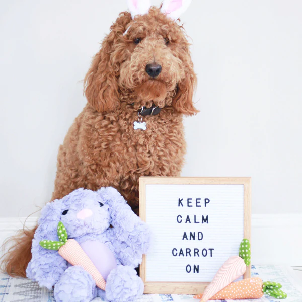 Pastel Rabbit - Pet's Shop