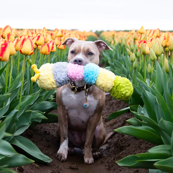 Pastel Caterpillar - Pet's Shop