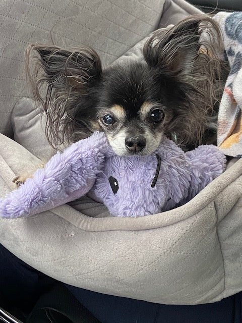 Pastel Rabbit - Pet's Shop