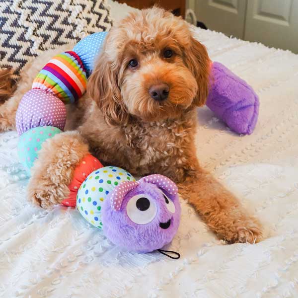 Spring Caterpillar - Pet's Shop