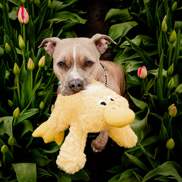 Pastel Platypus - Pet's Shop