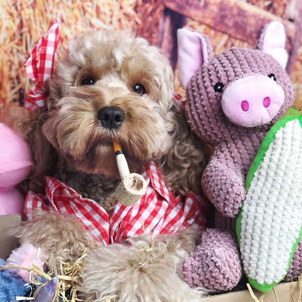 Maizey the Pig - Pet's Shop