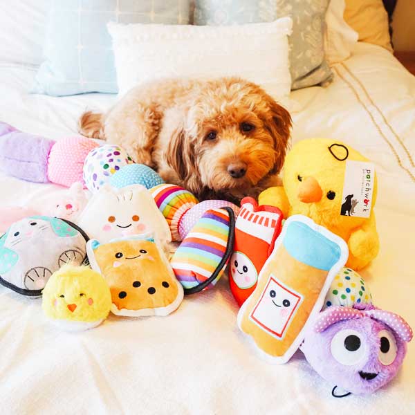 Chubby Chickadee - Pet's Shop