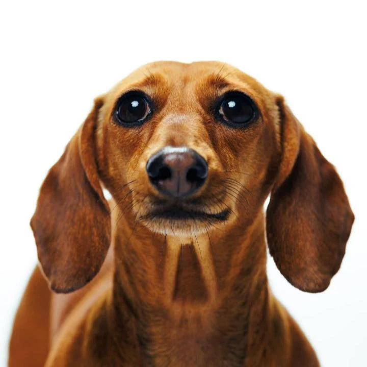 Pun's Boba - Pet's Shop