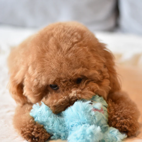 Pastel Octopus - Pet's Shop