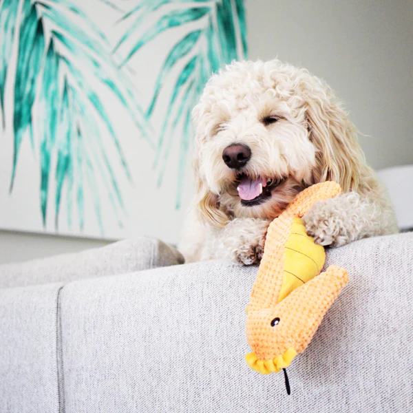 Seahorse - Pet's Shop