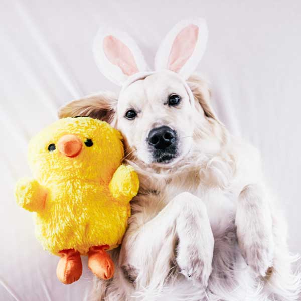 Chubby Chickadee - Pet's Shop