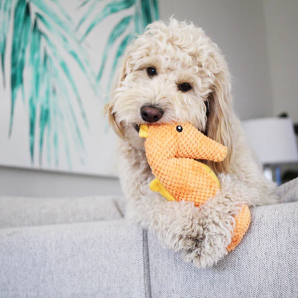 Seahorse - Pet's Shop