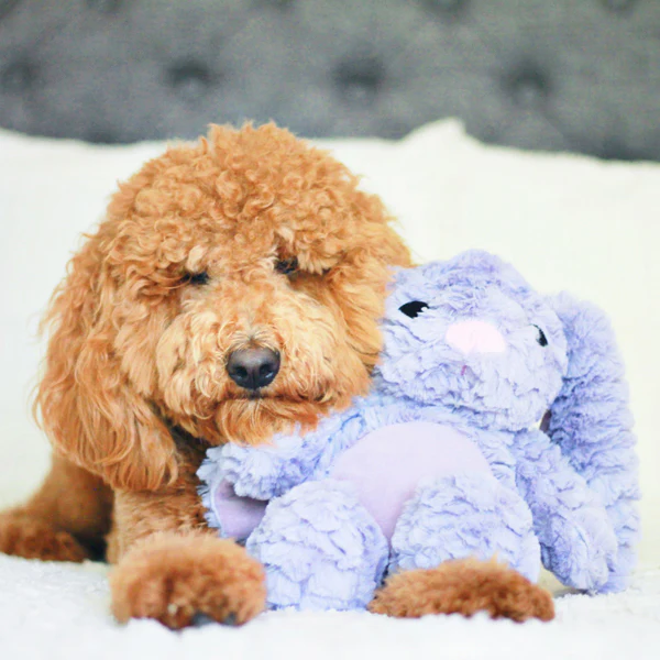 Pastel Rabbit - Pet's Shop