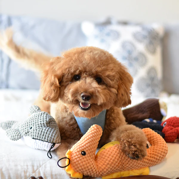 Seahorse - Pet's Shop