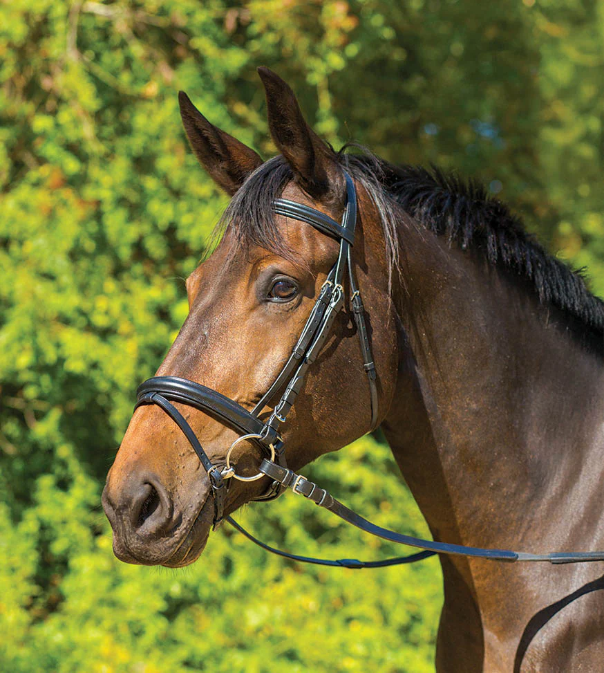 Avignon Aspen Dressage Bridle - Pet's Shop