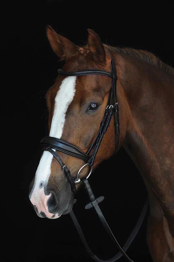 Collegiate Mono Crown Padded Raised Flash Bridle - Pet's Shop