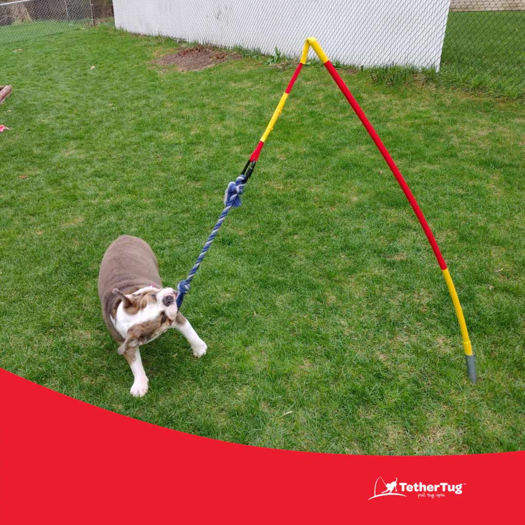 Tether Tug - Pet's Shop