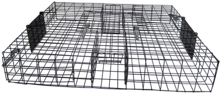 Squirrelinator - Pet's Shop