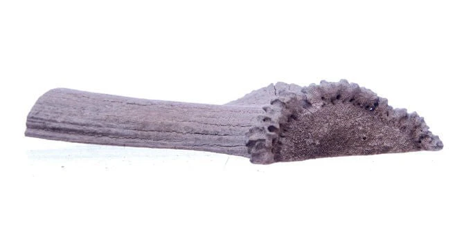 Split Antlerz (The Trew) - Pet's Shop