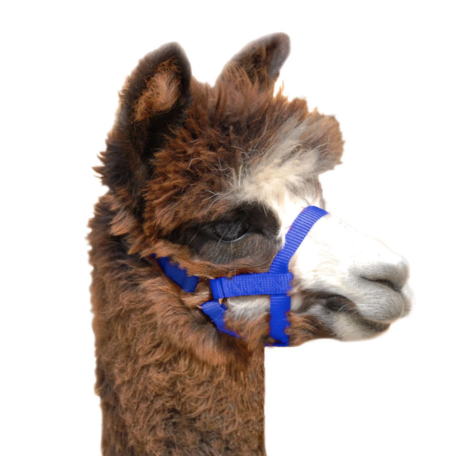Weaver Leather Nylon Alpaca Halter - Pet's Shop
