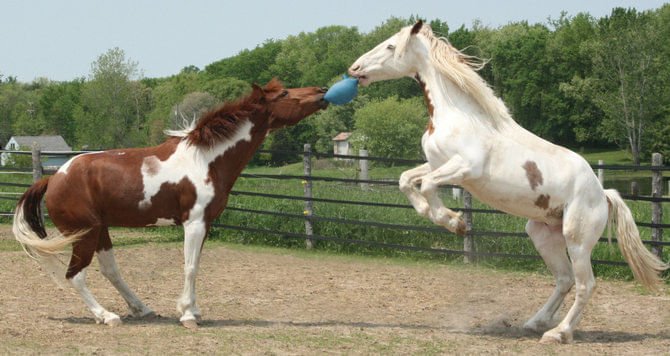 Scented Jolly Ball, 10