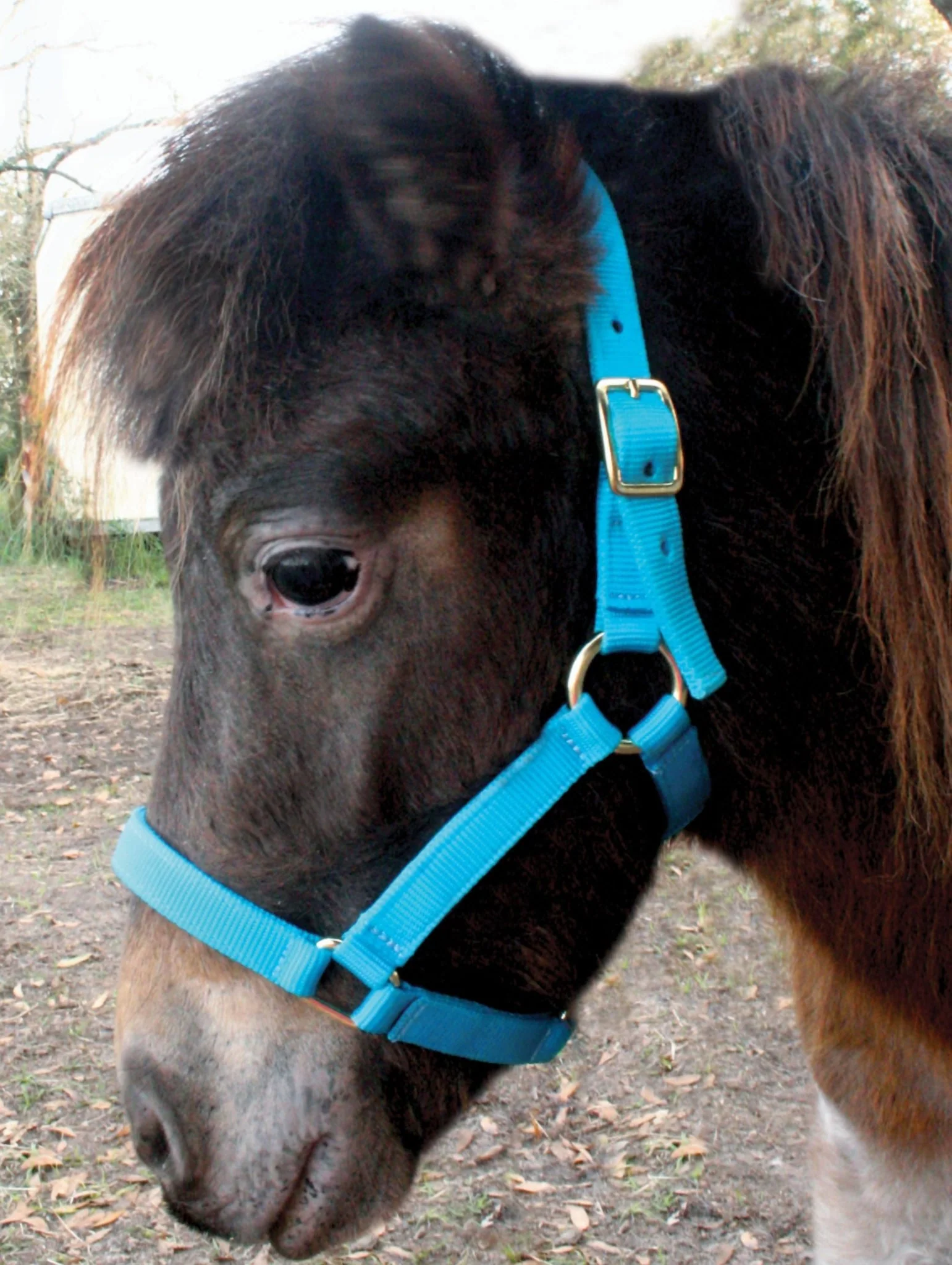 Nylon Miniature Horse Halter - Pet's Shop