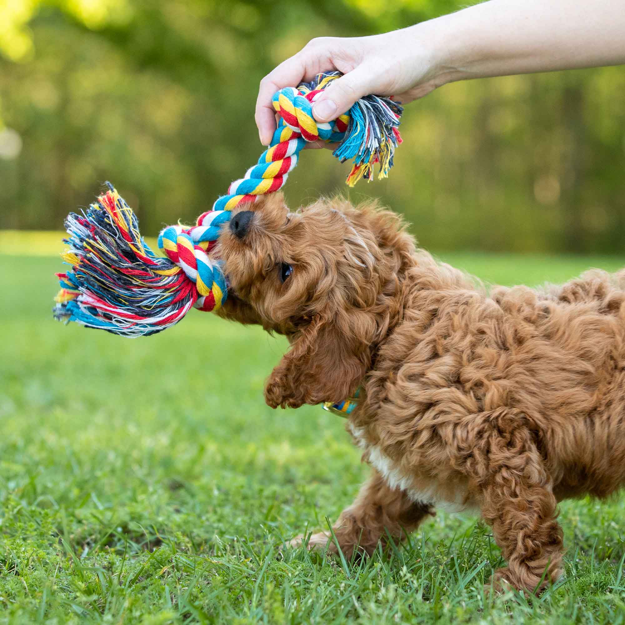 Multi-Colored Braided Rope Bone Tug Toy for Dogs - Pet's Shop