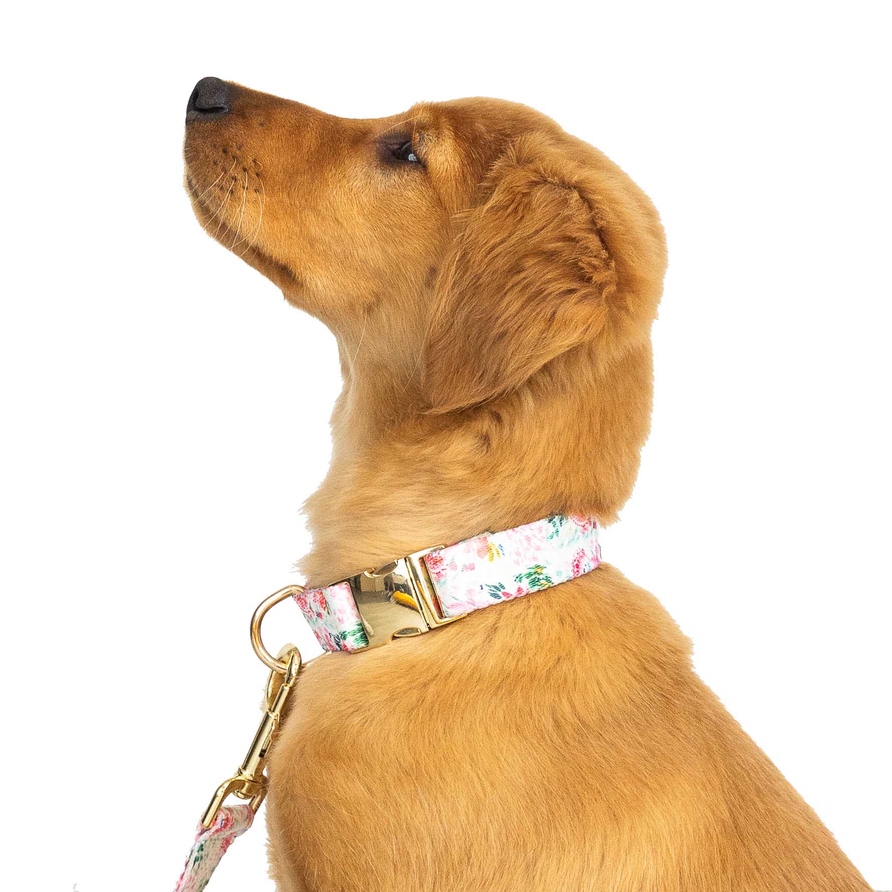 Pink Papyrus Isabella Collar, Floral - Pet's Shop