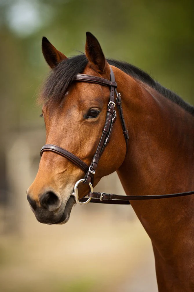 Nunn Finer Event Bridle - Pet's Shop