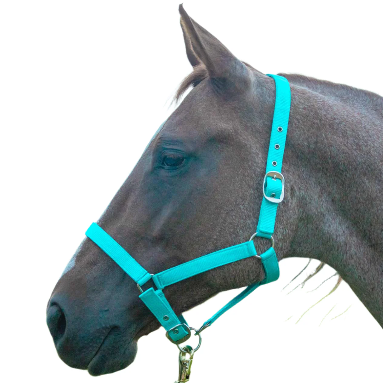 Adjustable Nylon Full Size Horse Halter - Pet's Shop