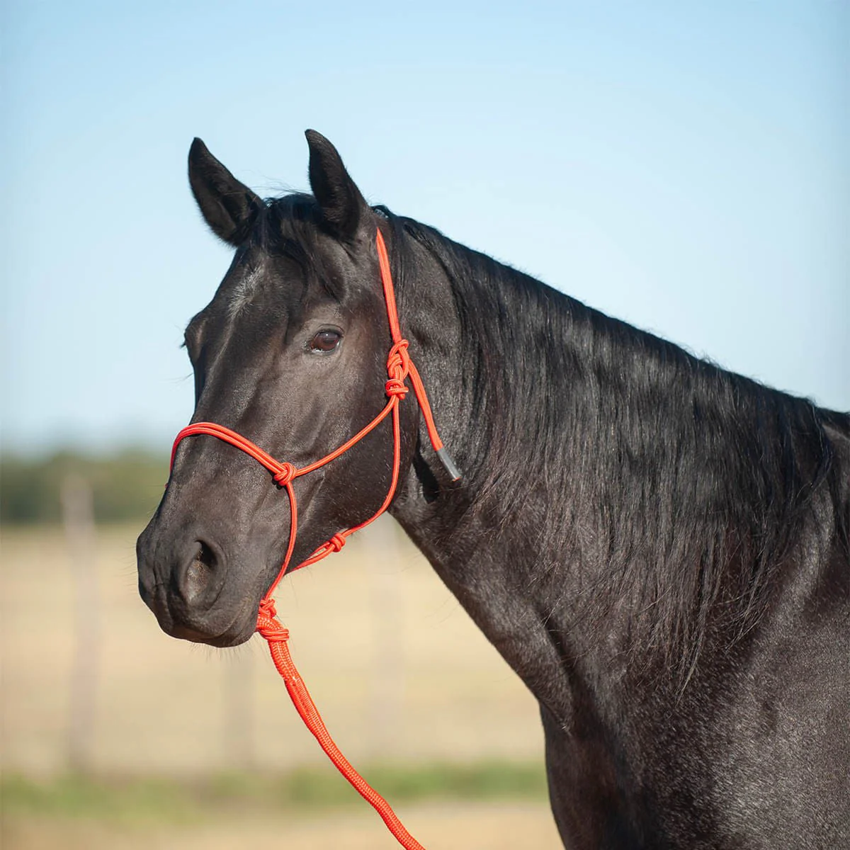 Classic Equine Econo Rope Halter with 8' Leadrope - Pet's Shop