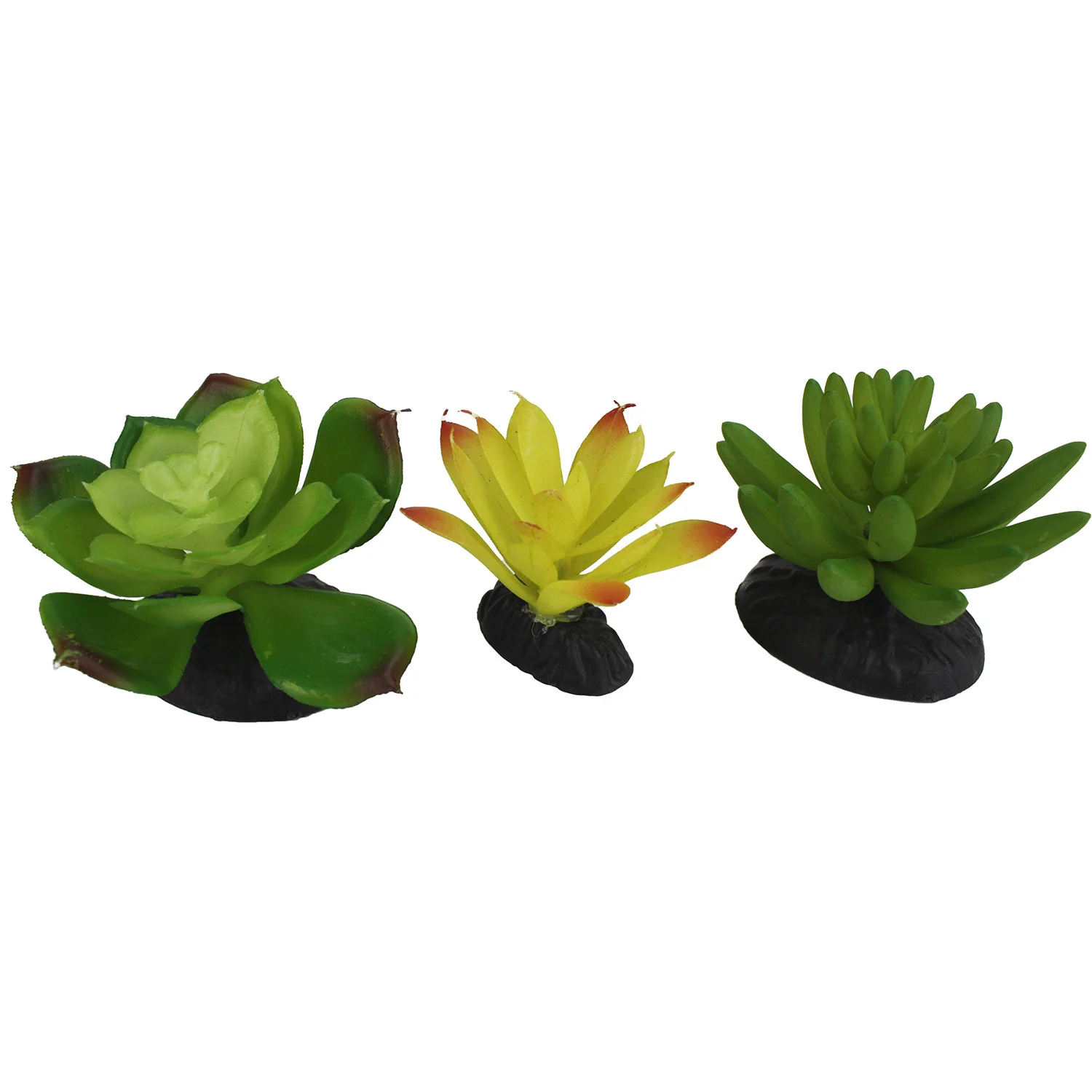 Komodo Succulent, 3 pk - Pet's Shop
