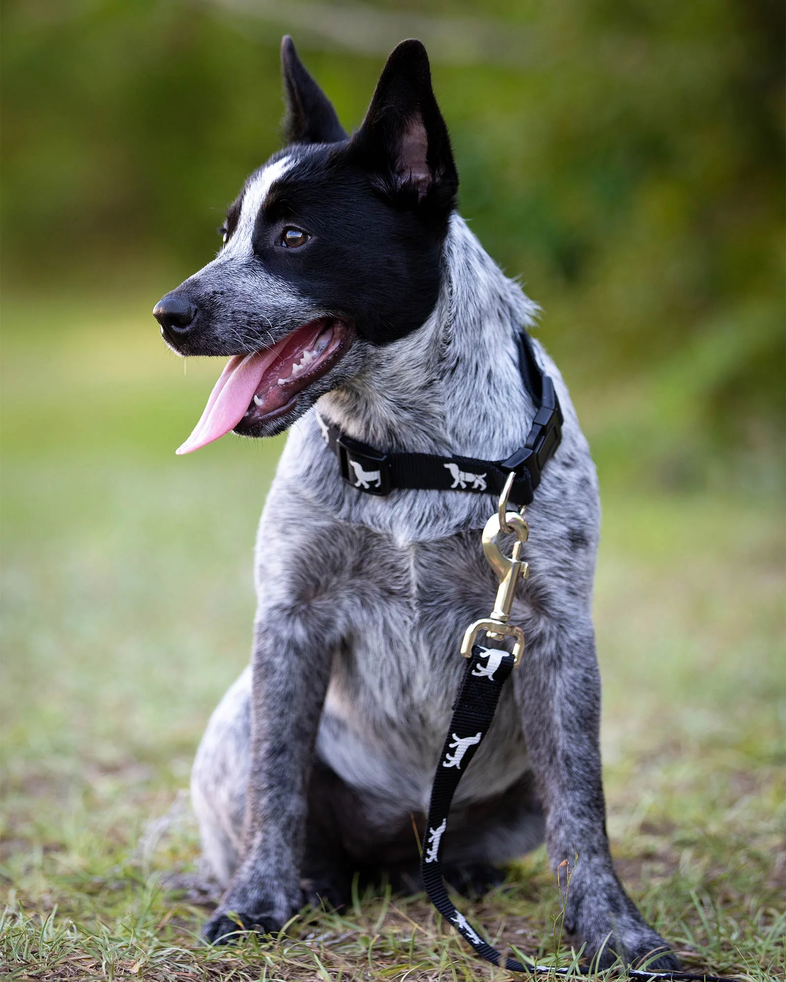 Reflective Hound Series Nylon Dog Leash, 1