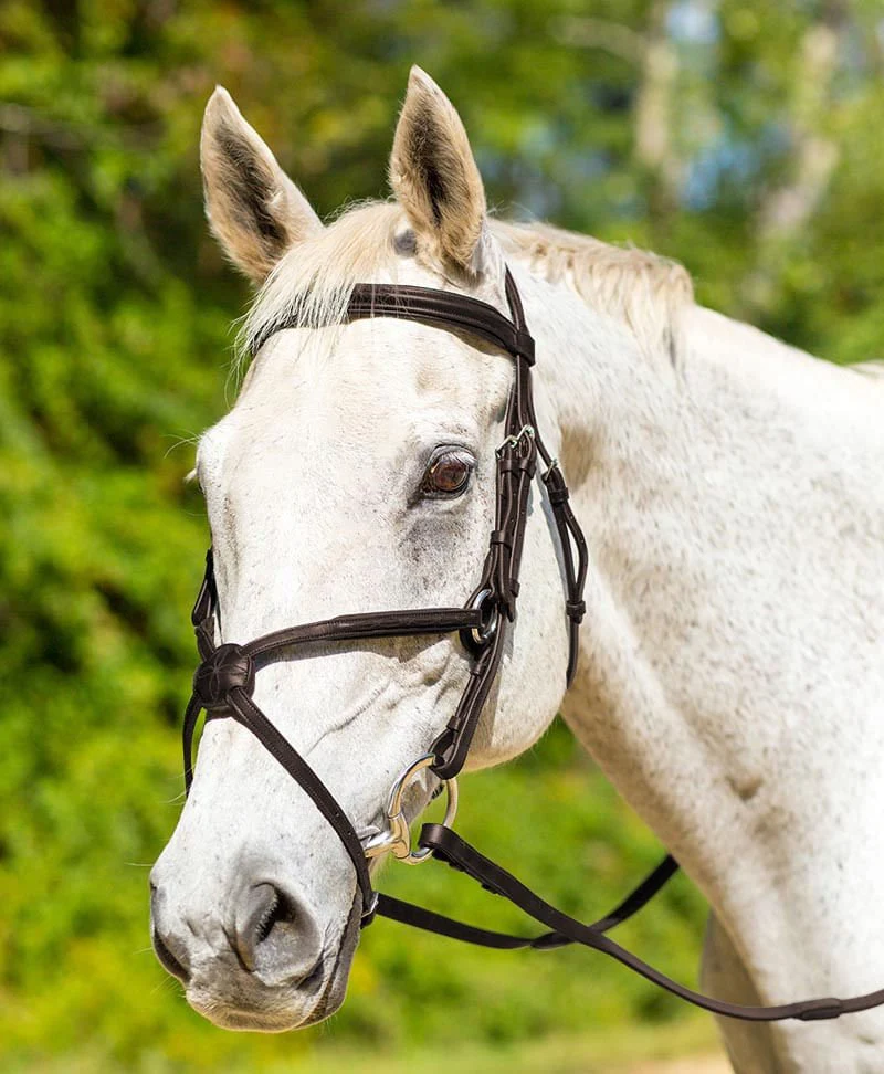 Shires Avignon Woodside Bridle - Pet's Shop