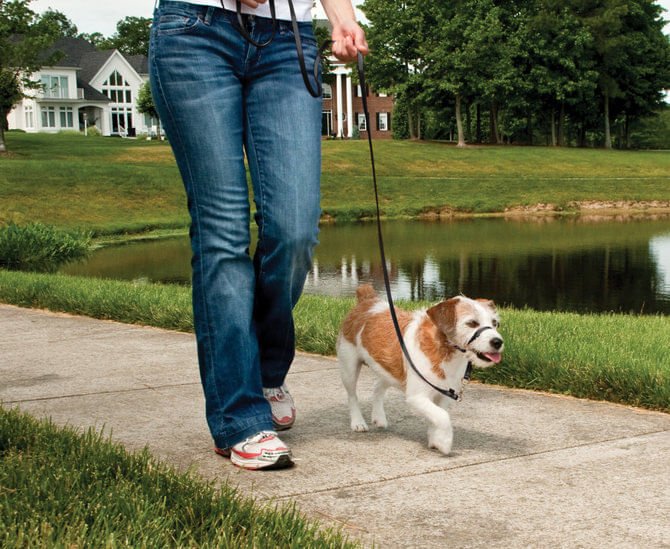 Gentle Leader Headcollar, small (up to 25 lb) - Pet's Shop