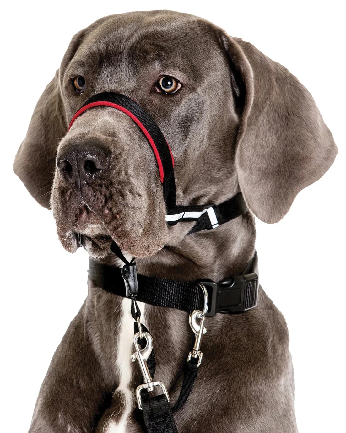 Halti OptiFit Headcollar - Pet's Shop