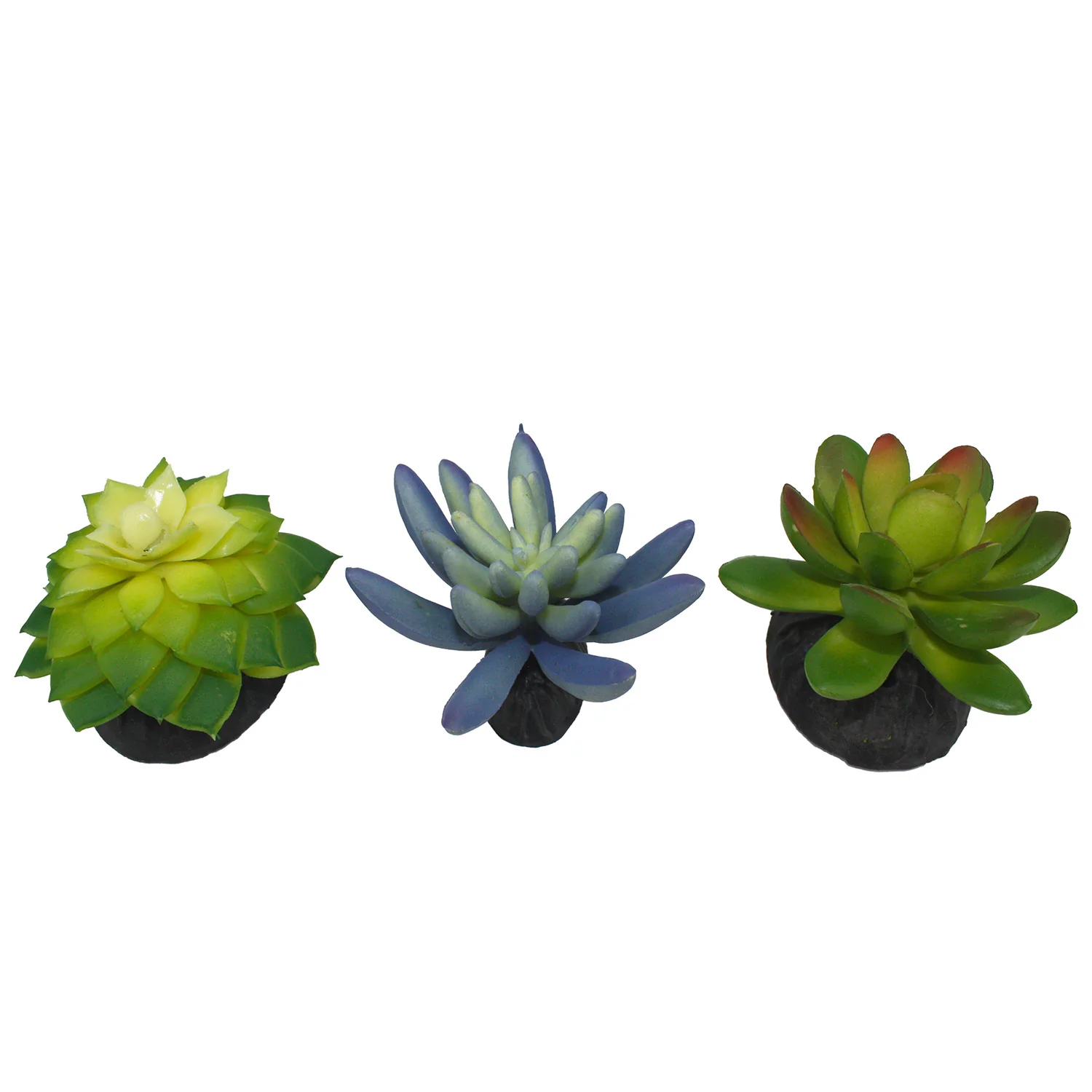 Komodo Succulent, 3 pk - Pet's Shop