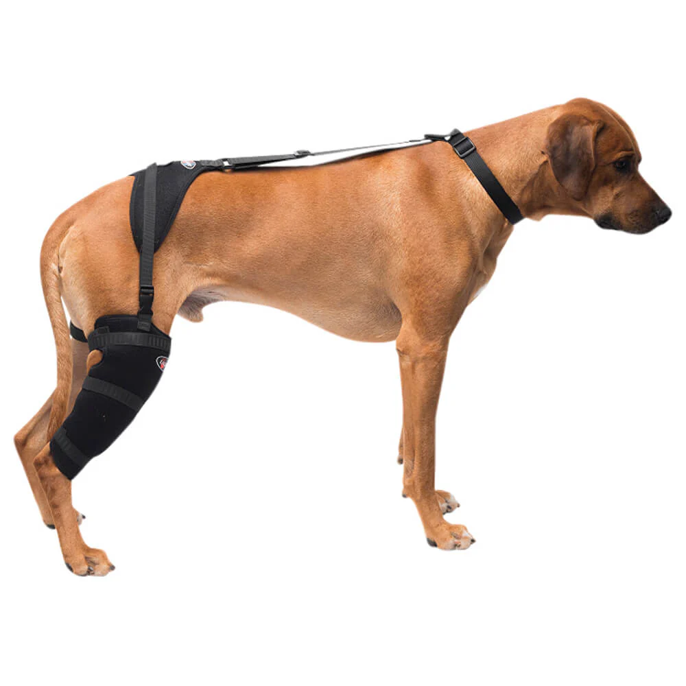 Caldera Pet Therapy Tall Stifle Wrap with Therapy Gel - Pet's Shop