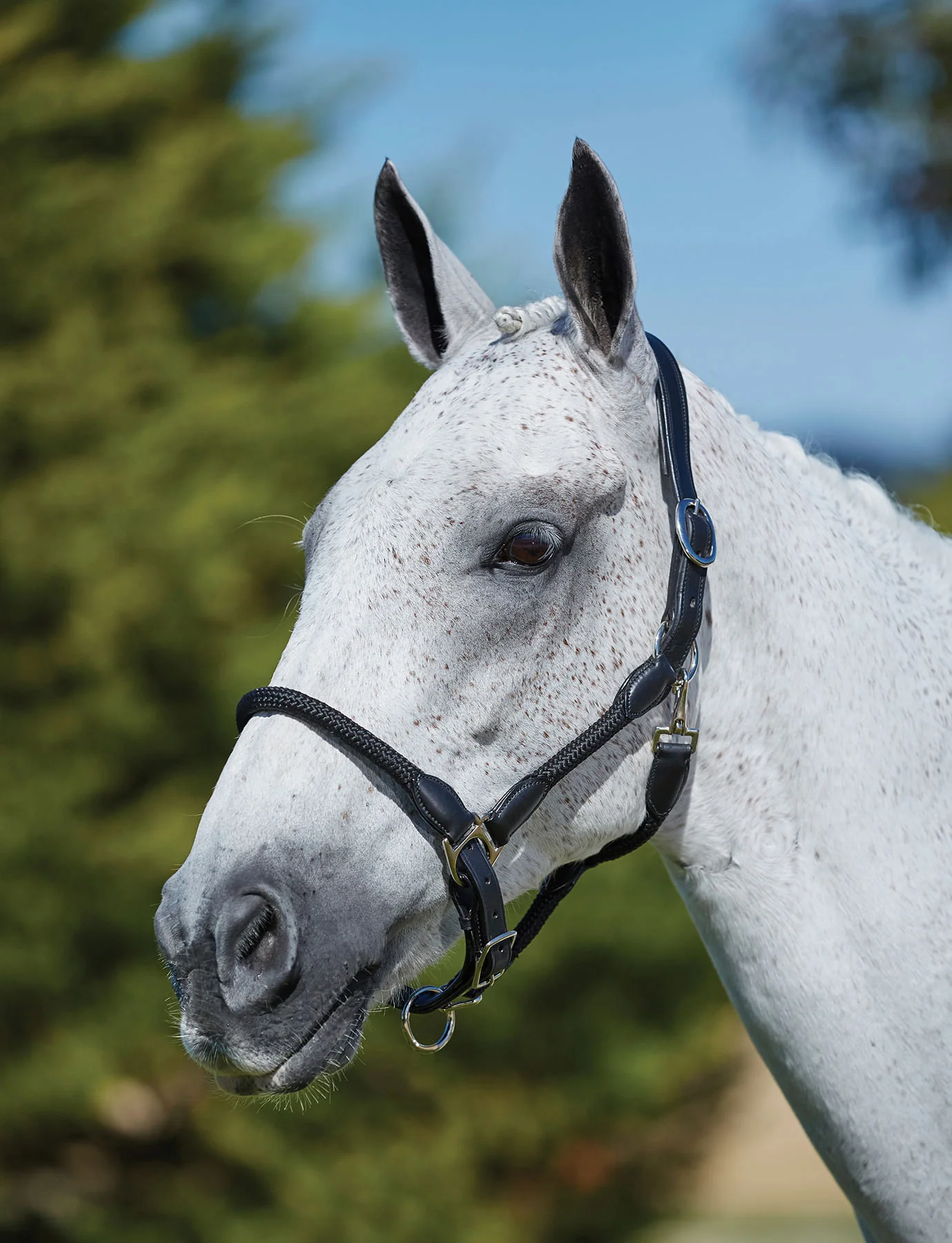 Kincade Leather and Rope Halter - Pet's Shop