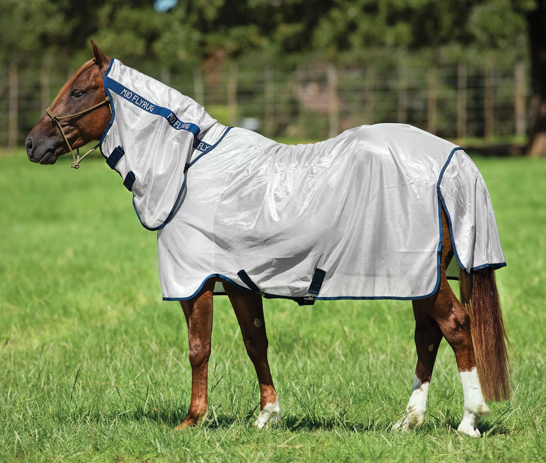 Amigo Mio Horse Fly Sheet - Pet's Shop
